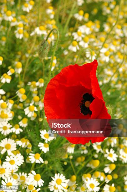 Blume Stockfoto und mehr Bilder von Blatt - Pflanzenbestandteile - Blatt - Pflanzenbestandteile, Blume, Blütenblatt