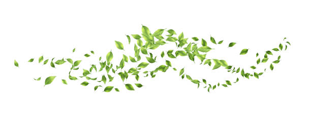 ilustraciones, imágenes clip art, dibujos animados e iconos de stock de hojas verdes volando - hojas volar eps