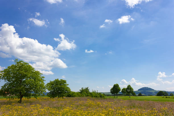 istock beautiful spring meadow flowers on blue sky sunny day 974684204