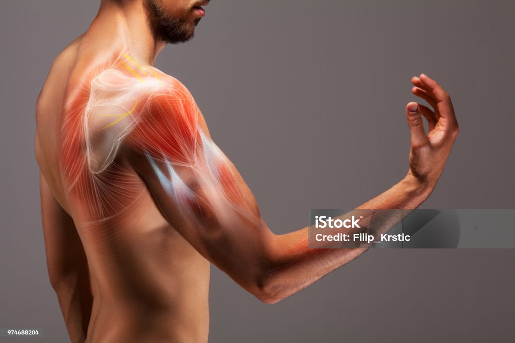Man with extended arm. Illustrated representation of the structure and musculature of the human arm. Studio man portrait. Muscle Stock Photo