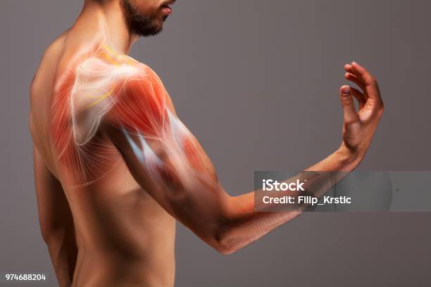 Man With Extended Arm Illustrated Representation Of The Structure And Musculature Of The Human Arm Stock Photo - Download Image Now