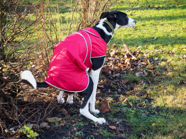 istock Dog taking a poo in a park 974688476