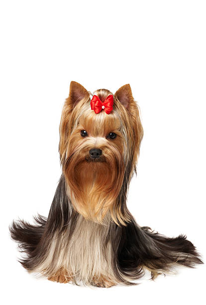 istock The Yorkshire Terrier of show class 97468862