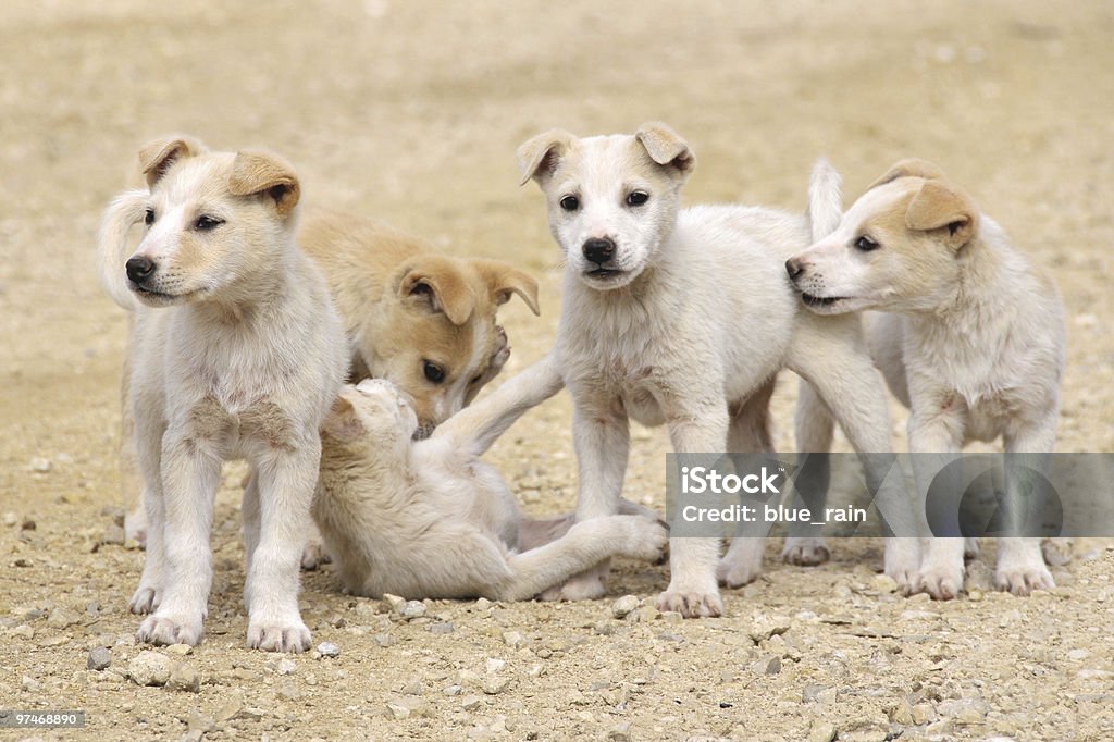 子犬 - イヌ科のロイヤリティフリーストックフォト