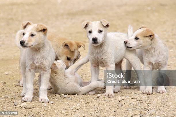 Foto de Puppies e mais fotos de stock de Animais Machos - Animais Machos, Animal, Animal de estimação