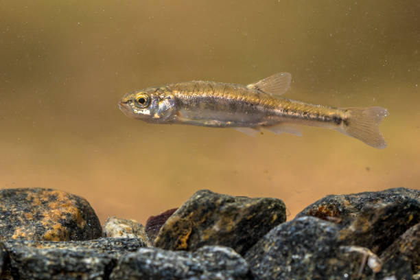 Eurasian minnow swimming in creek Eurasian minnow (Phoxinus phoxinus) is a small species of freshwater fish in the carp family Cyprinidae. Swimming in river with rocky bottom. minnow fish photos stock pictures, royalty-free photos & images