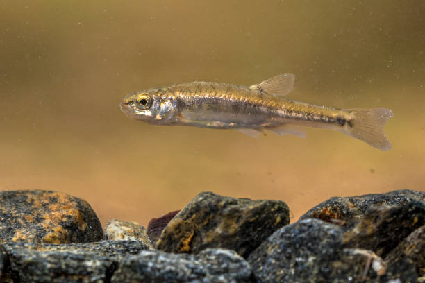 eurasian minnow swimming in creek - minnow imagens e fotografias de stock