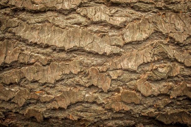 Pen Tree Textures 131,400+ Pine Tree Textures Stock Photos, Pictures & Royalty-Free ...
