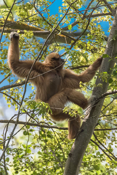 gibon, wielka małpa - gibbon rainforest animal ape zdjęcia i obrazy z banku zdjęć