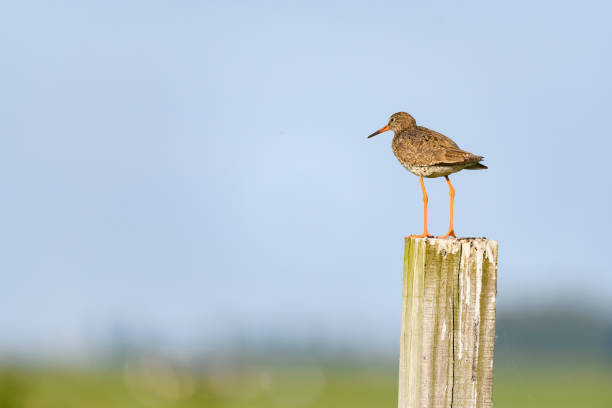 istock Redshank or Common Redshank sitting on a pole overlooking a meadow 974694494