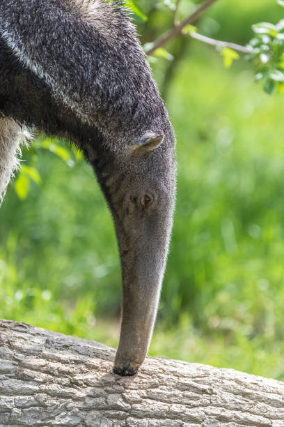 オオアリクイ、動物 - anteater animal nose animal ant ストックフォトと画像