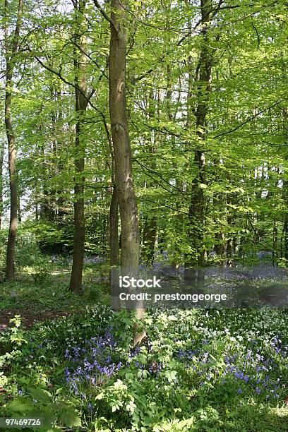 Photo libre de droit de Sousbois De Campanules banque d'images et plus d'images libres de droit de Arbre - Arbre, Bois, Bosquet