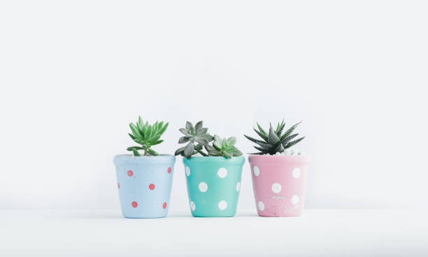 istock Succulent In the cute pot White background 974697584