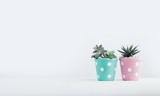 istock Succulent In the cute pot White background 974697586