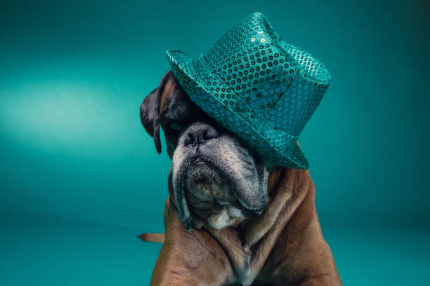 istock Boxer dog wearing party hat. 974698364