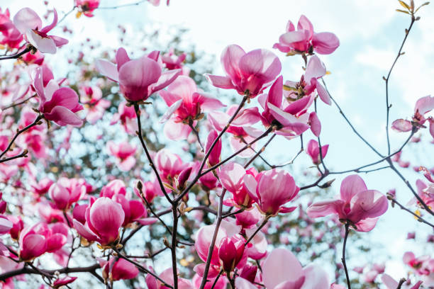 magnolia kwiat kwiat tła - sweet magnolia tree blossom white zdjęcia i obrazy z banku zdjęć