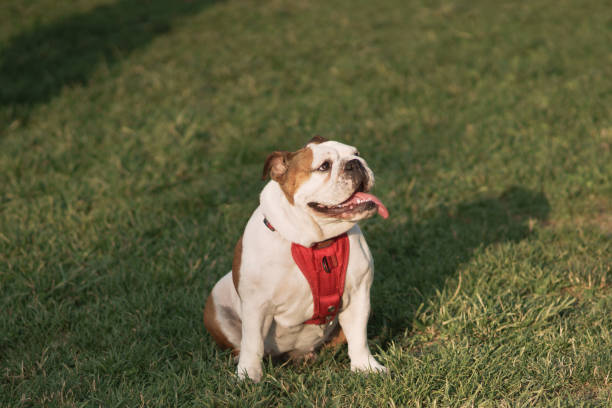 istock bulldog sits on the grass - copyspace 974699008