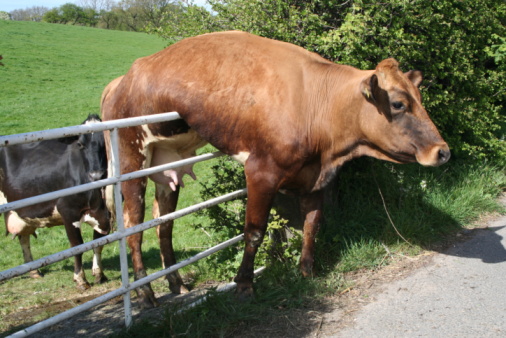 Vaca y puerta. photo