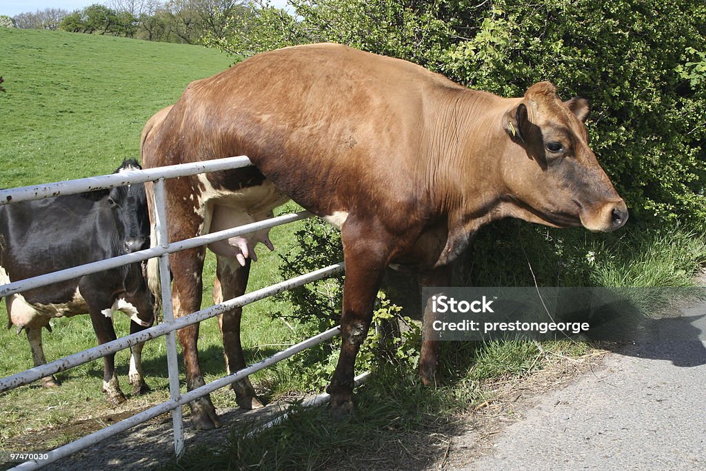 Vaca e porta. - Royalty-free Sem saída - Conceito Foto de stock