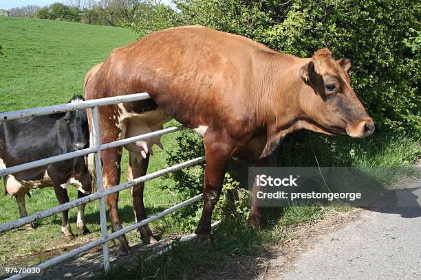 Vaca E Porta - Fotografias de stock e mais imagens de Sem saída - Conceito - Sem saída - Conceito, Entalado, Cerca