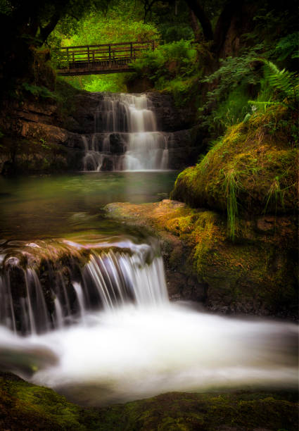 CASCADING WATER SPROUTS
