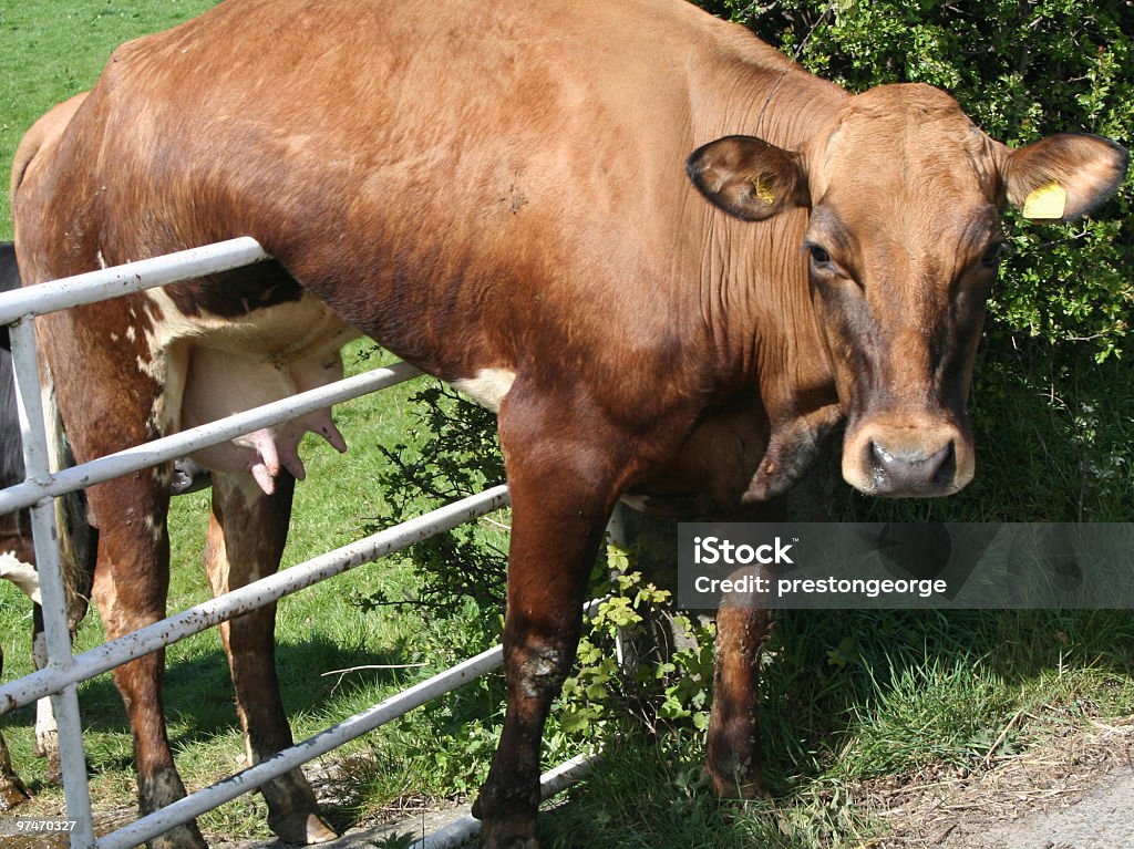 Hanging Around.  Stuck Stock Photo