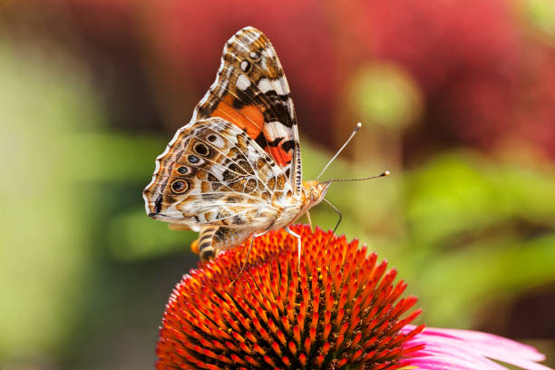 istock 