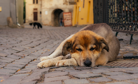 old homeless wandering dog is sleeping on the street of the old city. A homeless animal and indifferent pedestrians passing by