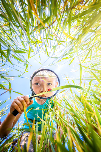 Boy explores a meadow through a magnifying glass. Child on the meadow with a magnifying glass in his hand. Little boy watches through the magnifying glass a ladybug in the grass in the meadow. Little scientist entomologist observes insects.