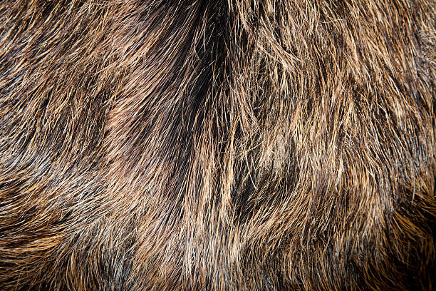 istock Coat of Wild boar Sus scrofa 97471852