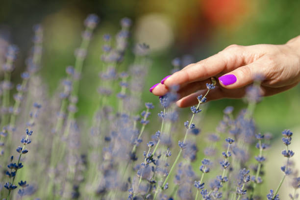 istock Female hand touching lavender flowers 974718802