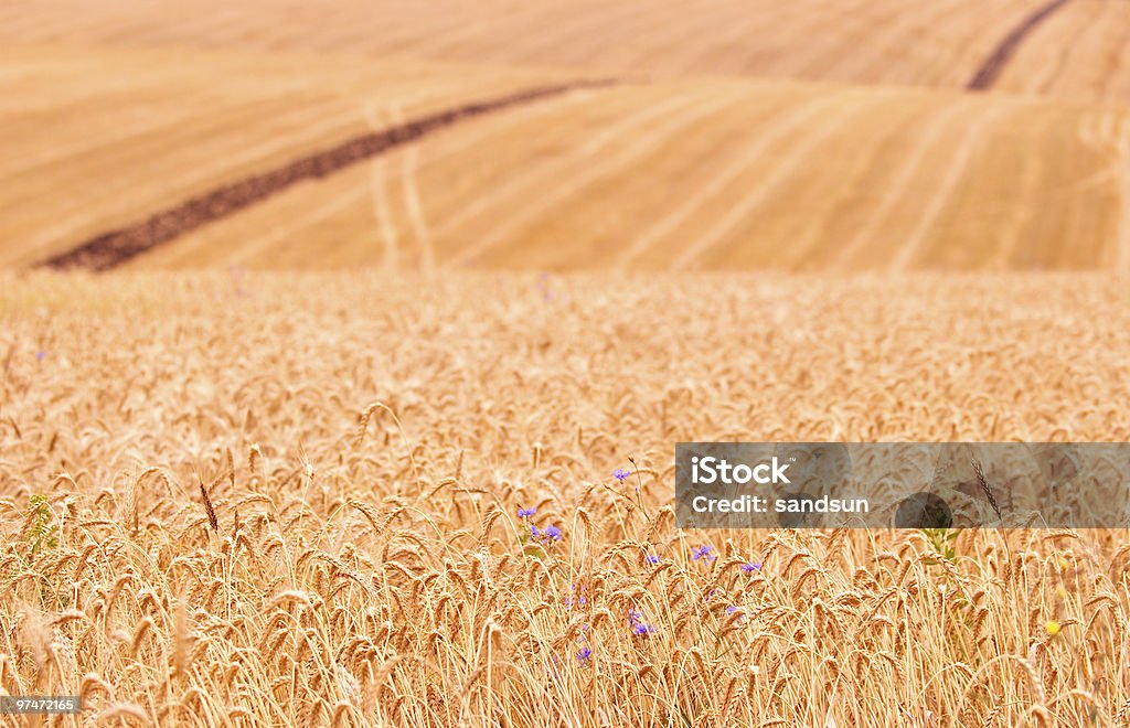 campo - Foto de stock de Agricultura royalty-free