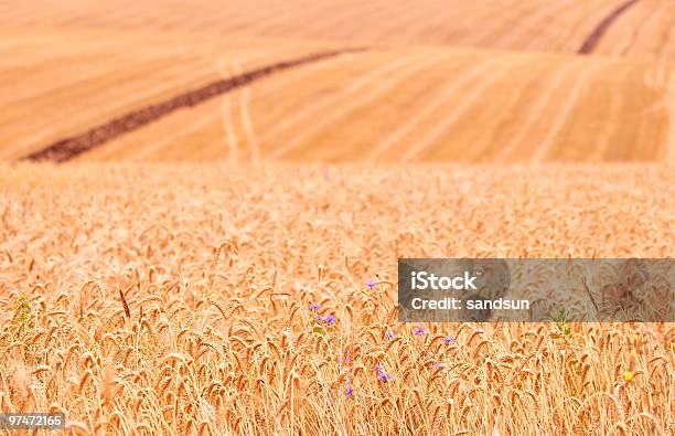 Foto de Campo e mais fotos de stock de Agricultura - Agricultura, Alimentar, Amarelo