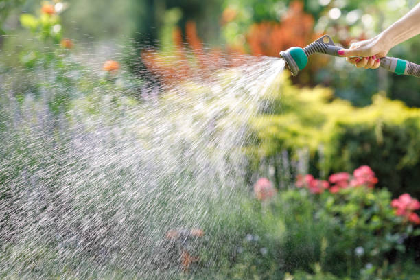 istock Watering garden flowers with hose 974725356