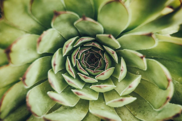 istock aerial view of a cactus (sempervirens) 974728134