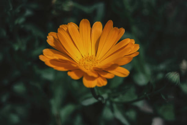 istock a single orange flower of calendula officinalis 974728420