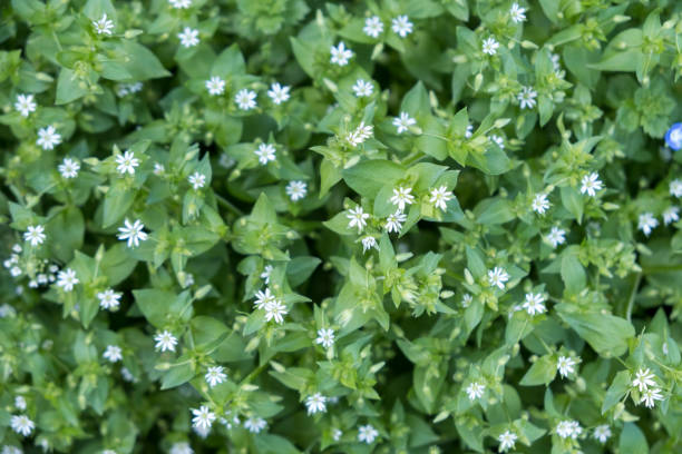 istock Flowering bush - white flowers 974728882