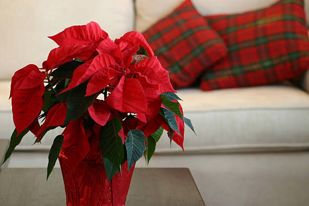 istock Poinsettia 97473591