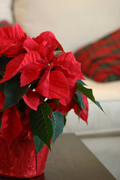 istock Poinsettia up close 97473592