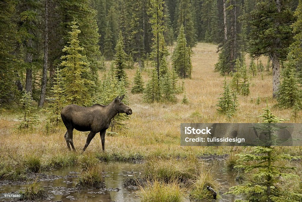 Moose de Kananaskis - Photo de Élan libre de droits