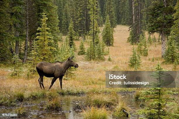 Photo libre de droit de Moose De Kananaskis banque d'images et plus d'images libres de droit de Élan - Élan, Animal femelle, Animaux à l'état sauvage