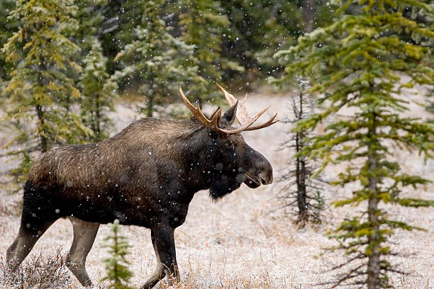 alce macho na neve de queda - canada moose winter snow imagens e fotografias de stock