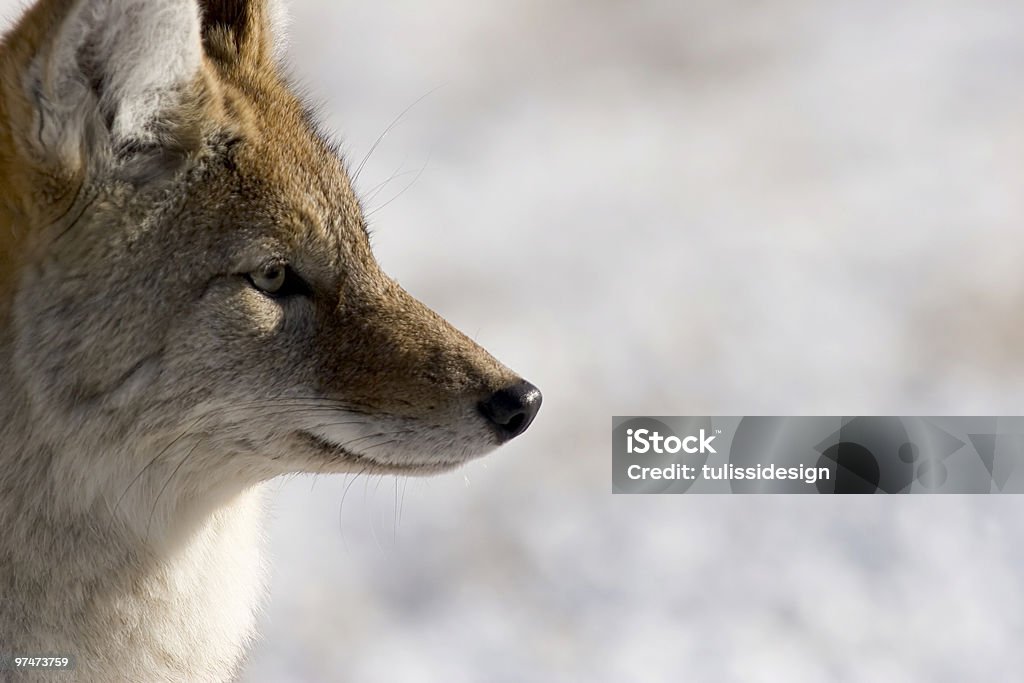 Coyote - Lizenzfrei Kojote Stock-Foto