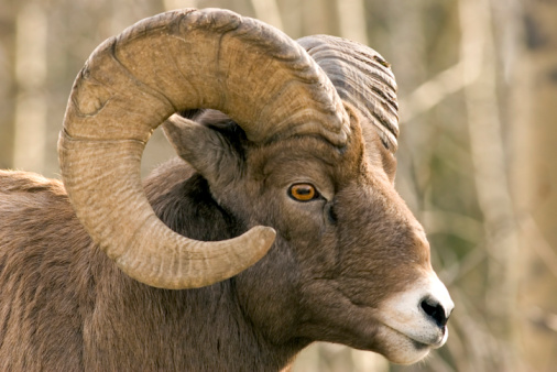 Close-up of a bighorn sheep near Sheep River Alberta