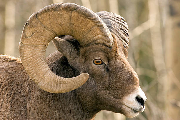 Close-up of brown bighorn sheep Close-up of a bighorn sheep near Sheep River Alberta ram animal stock pictures, royalty-free photos & images