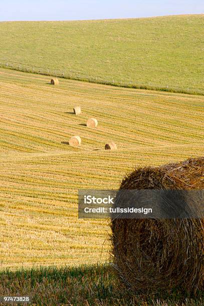 Fieno Bales - Fotografie stock e altre immagini di Alberta - Alberta, Ambientazione esterna, Balla di fieno