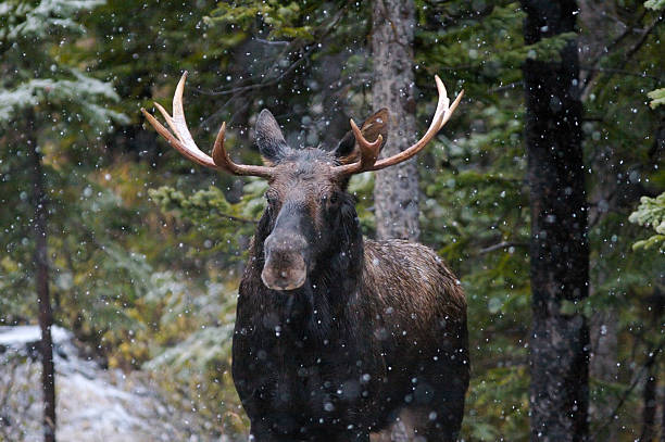 Bull Moose in Snow Fall  kananaskis country stock pictures, royalty-free photos & images