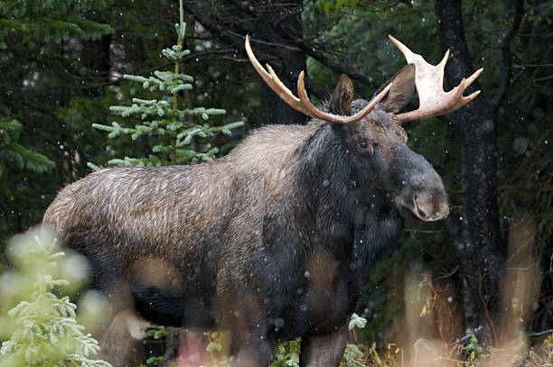 alce maschio nella neve caduta - canada moose winter snow foto e immagini stock