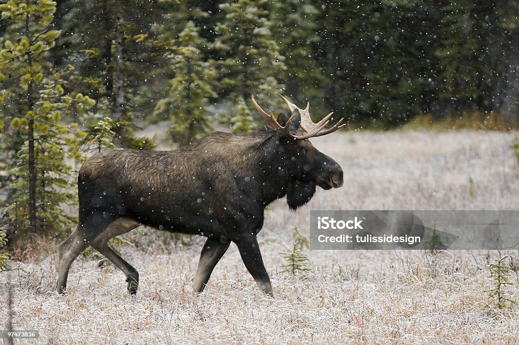 Bull Moose im Schnee Herbst - Lizenzfrei Elch Stock-Foto
