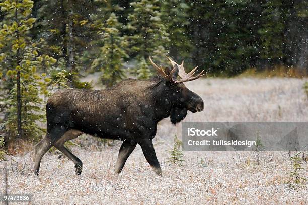 Bull Moose Im Schnee Herbst Stockfoto und mehr Bilder von Elch - Elch, Kanada, Brunst